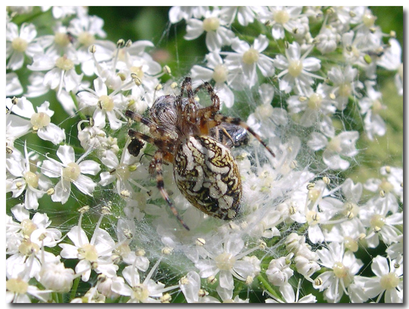 Ragni friulani:  sono Aculepeira ceropegia